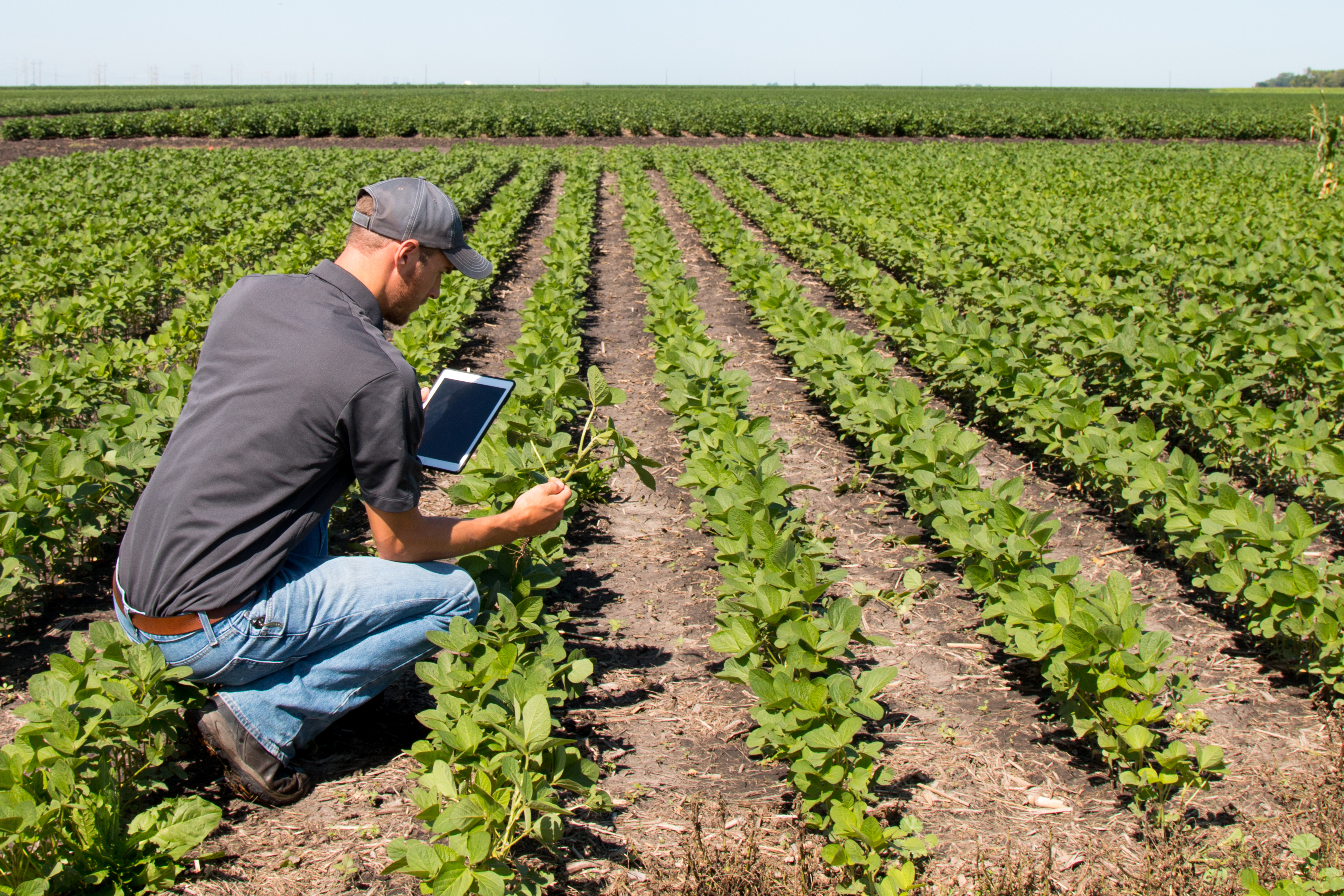  IoT-Agriculture.jpg